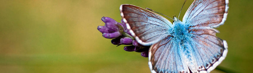 External daily devotional links